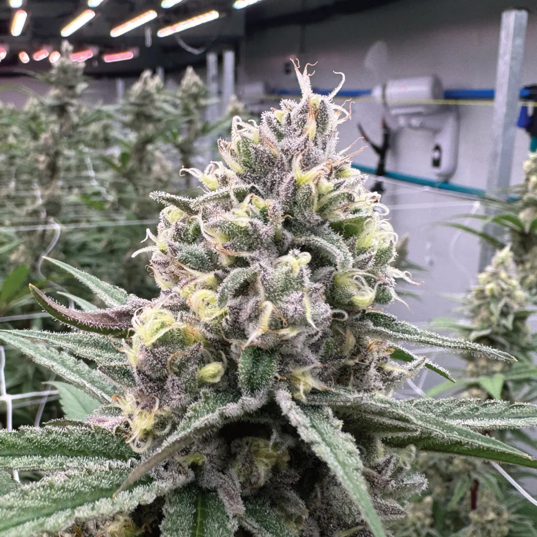 Seven-Blade-gallery-1