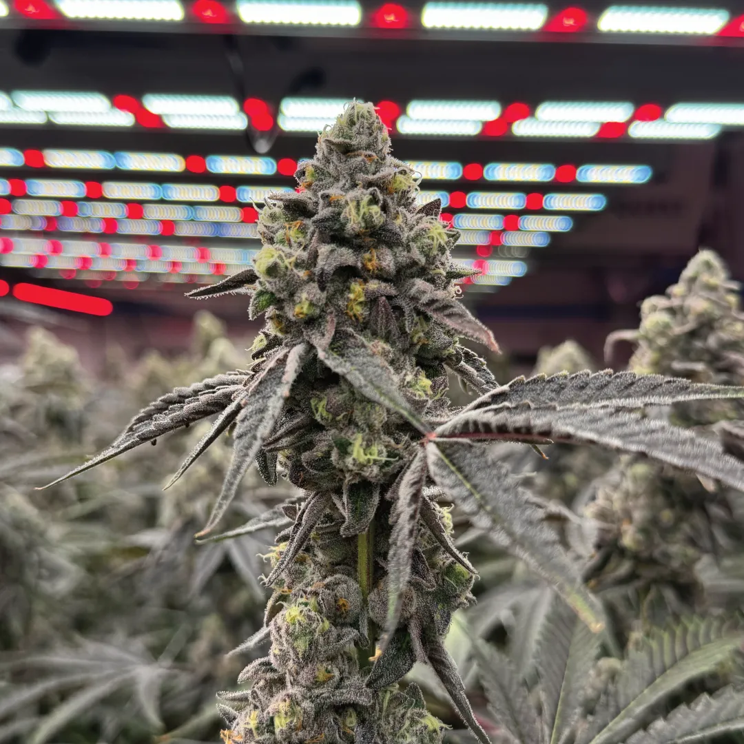 Seven-Blade-gallery-2