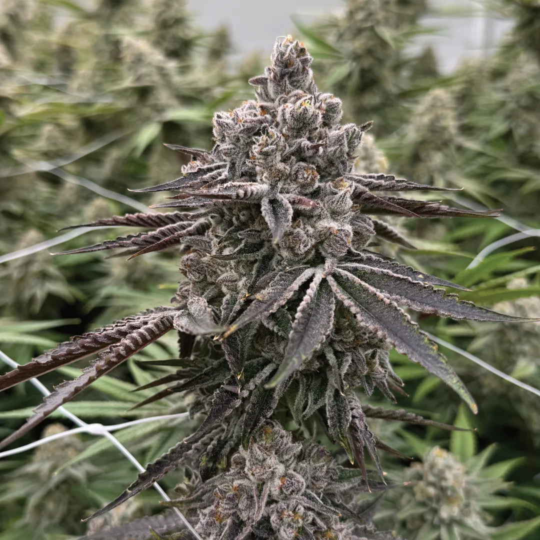 Seven-Blade-gallery-5