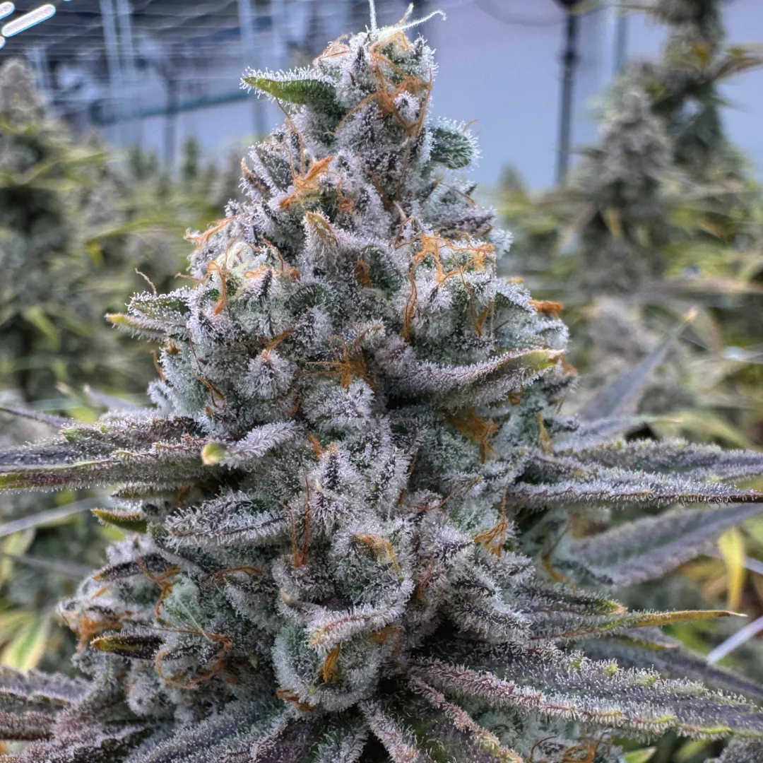 Seven-Blade-gallery-6